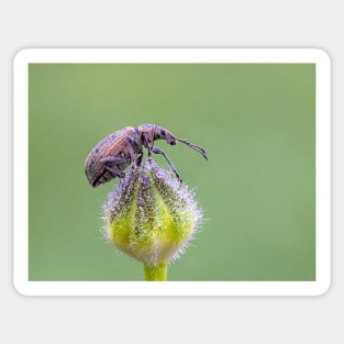 Nettle Weevil on Buttercup Bud Sticker